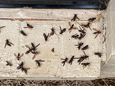 Pest Control In Canberra