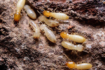termites pest control canberra