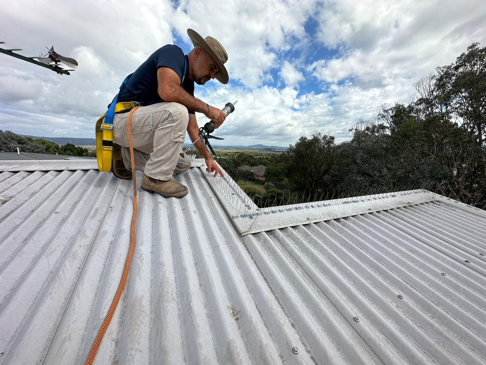 Birds Control Canberra